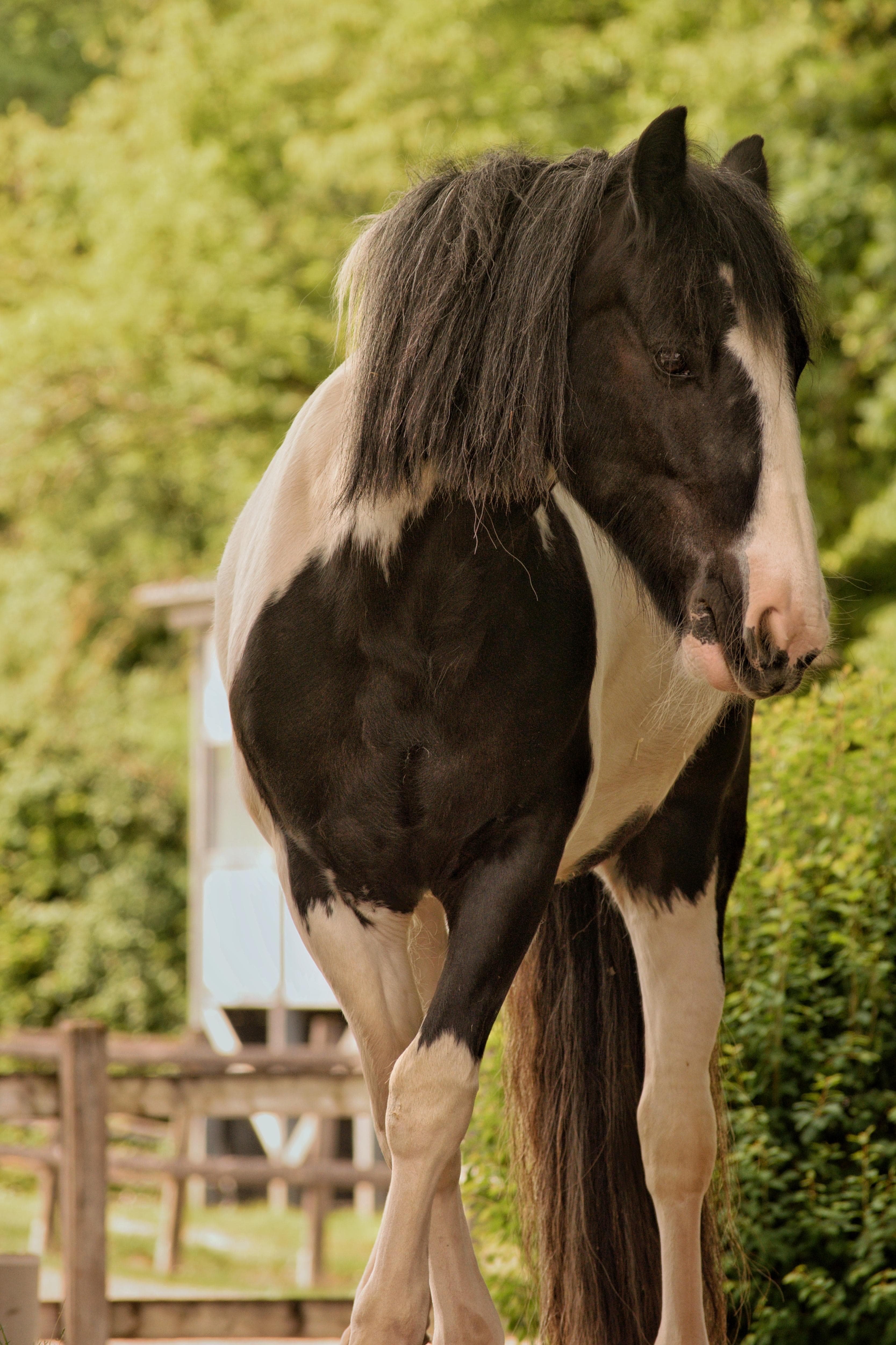 Pomme - Killaloe Lucy